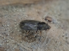 Heterocerus novaeselandiae