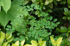 Phyllanthus tenellus