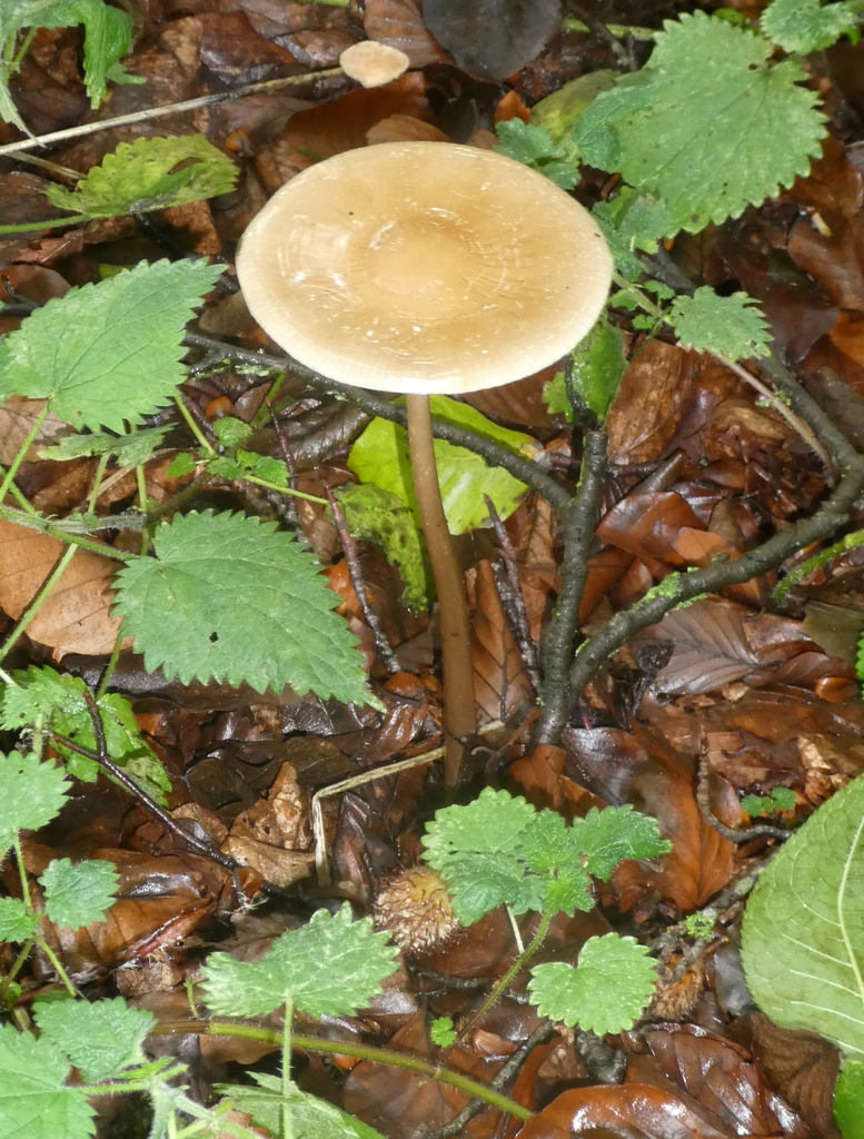 Oudemansiella sect. Radicatae