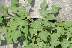 Broussonetia papyrifera