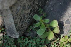 Portulaca oleracea