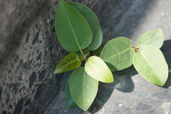 Ficus subpisocarpa