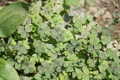 Oxalis corniculata