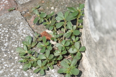 Portulaca oleracea