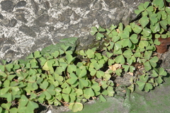 Oxalis corniculata