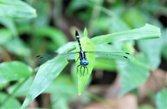Hylaeothemis apicalis