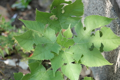 Broussonetia papyrifera