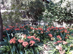 Clivia miniata miniata