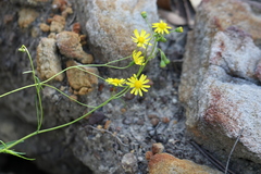 Senecio lautus