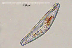 Cymbella
