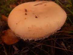 Amanita wellsii