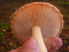 Amanita wellsii