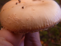 Amanita wellsii