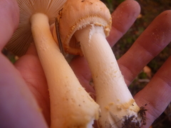 Amanita wellsii
