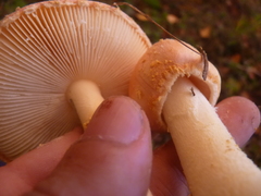 Amanita wellsii