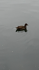 Gallinula chloropus
