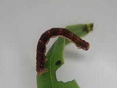 Pasiphila semochlora