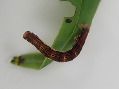 Pasiphila semochlora