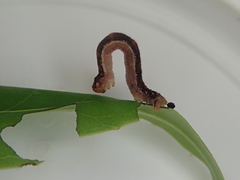 Pasiphila semochlora