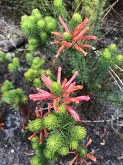 Erica abietina