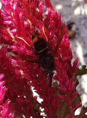 Vespa velutina