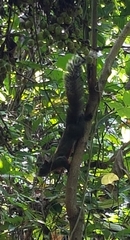 Sciuridae