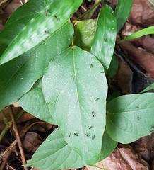 Diptera