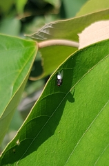 Diptera