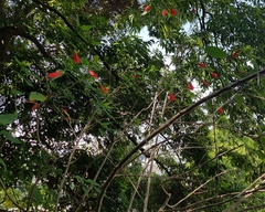 Malvaviscus penduliflorus