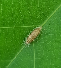 Insecta