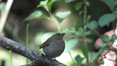 Mandingoa nitidula nitidula