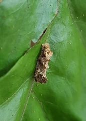 Lepidoptera