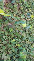 Ficus