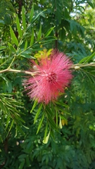 Calliandra haematocephala