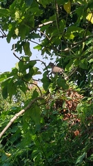 Streptopelia chinensis