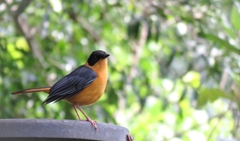 Cossypha dichroa dichroa