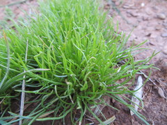 Isoetopsis graminifolia