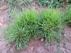 Isoetopsis graminifolia