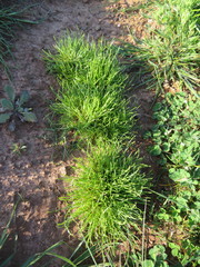 Isoetopsis graminifolia