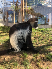 Colobus