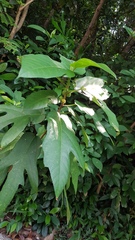 Ficus