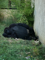 Gorilla