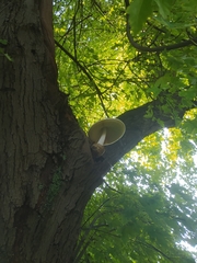 Volvariella bombycina