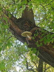 Volvariella bombycina