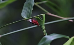 Kalidasa lanata