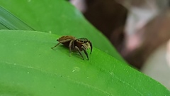 Salticidae