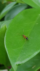 Formicidae