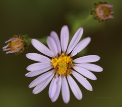 Aster amellus