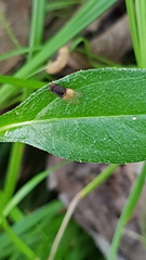 Diptera