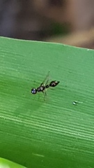 Diptera